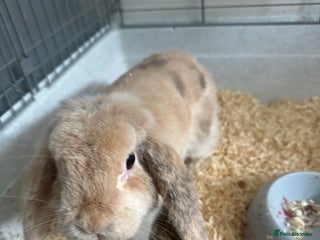 German Lop rabbits - Advert 3