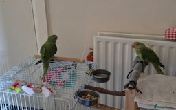 Mixed Breed birds for sale: Alexandrine pair of parrots - Image 3