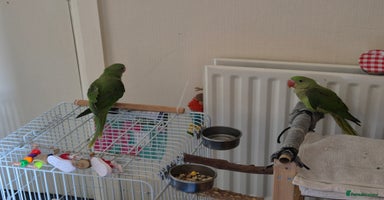 Mixed Breed birds - Advert 15