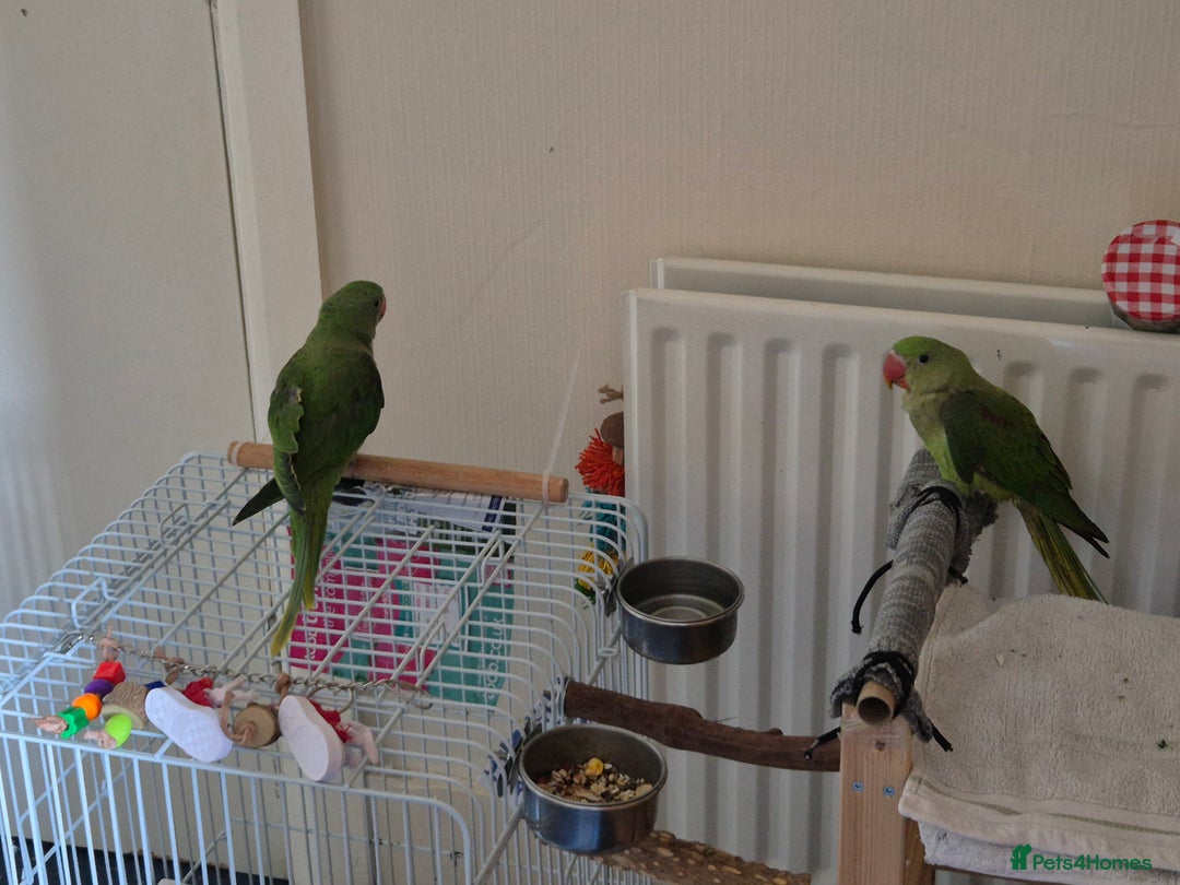 Mixed Breed birds for sale: Alexandrine pair of parrots - Image 3