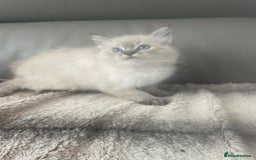 Ragdoll cats for sale: Last boy girl Hcm pkd so loving  playful cutie  - Image 25