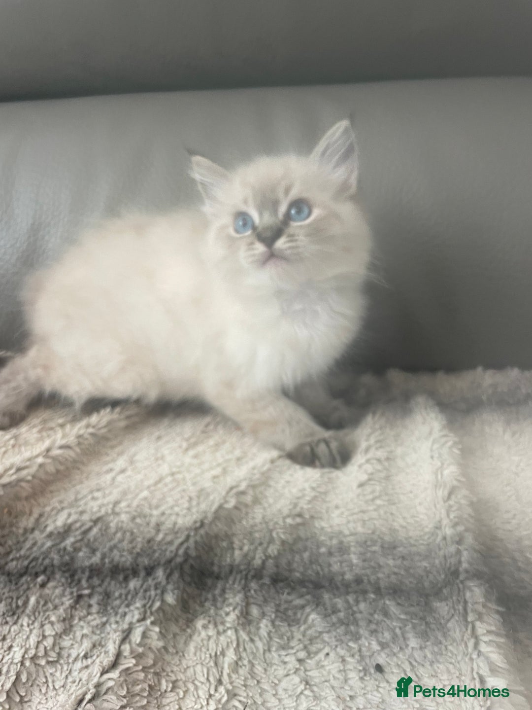Ragdoll cats for sale: Last boy girl Hcm pkd so loving  playful cutie  - Image 25