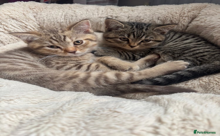 British Shorthair cats - Advert 15