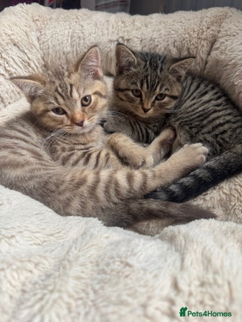 British Shorthair cats - Advert 15