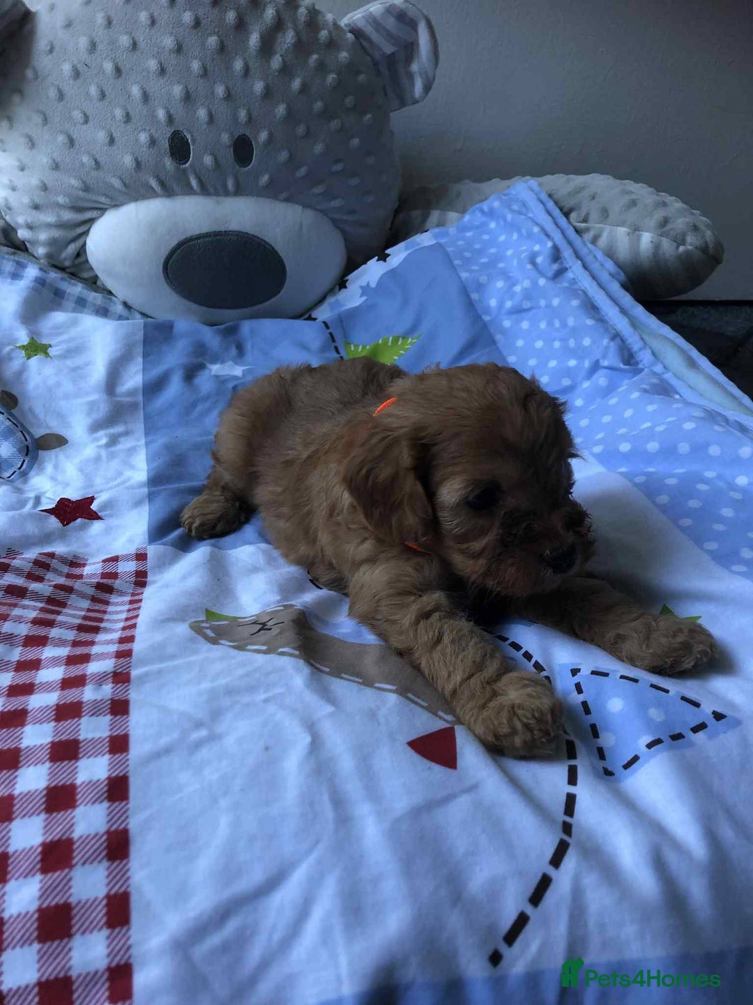 Cavapoo dogs for sale: Beautiful F1 Cavapoo puppies  - Image 2
