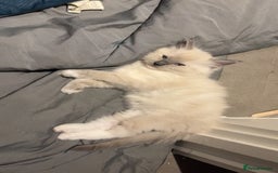 Ragdoll cats for sale: Boy 3/4 ragdoll kitten - Image 3