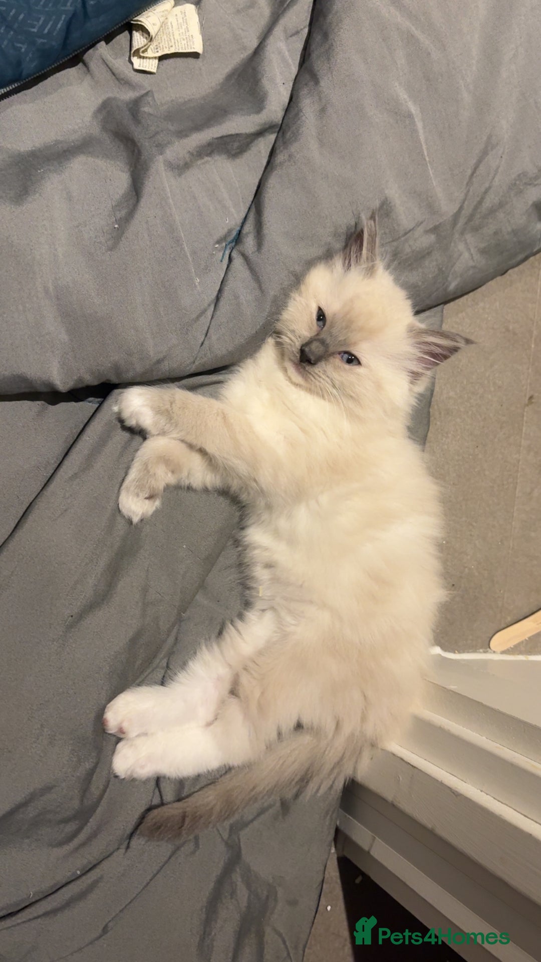 Ragdoll cats for sale: Boy 3/4 ragdoll kitten - Image 3