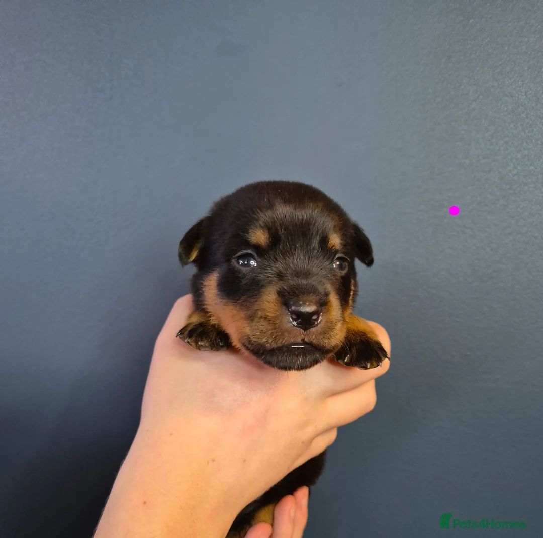 Rottweiler dogs for sale: 🩷BIG VIN GIRLS AVAILABLE🩷 - Advert 14