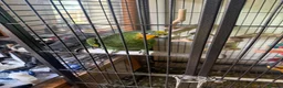 Parrots birds for sale: Amazon parrot for sale - Advert 2
