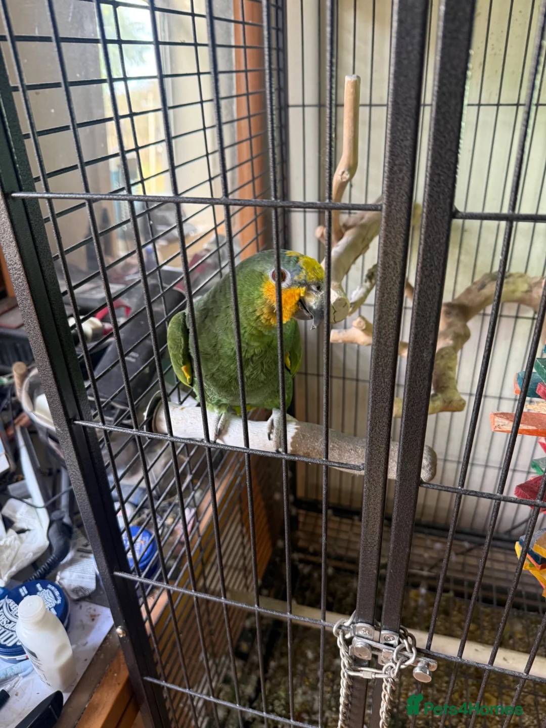 Parrots birds for sale: Amazon parrot for sale - Advert 2