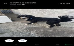 Bernedoodle dogs for sale: Gorgeous bernedoodle for sale - Image 2