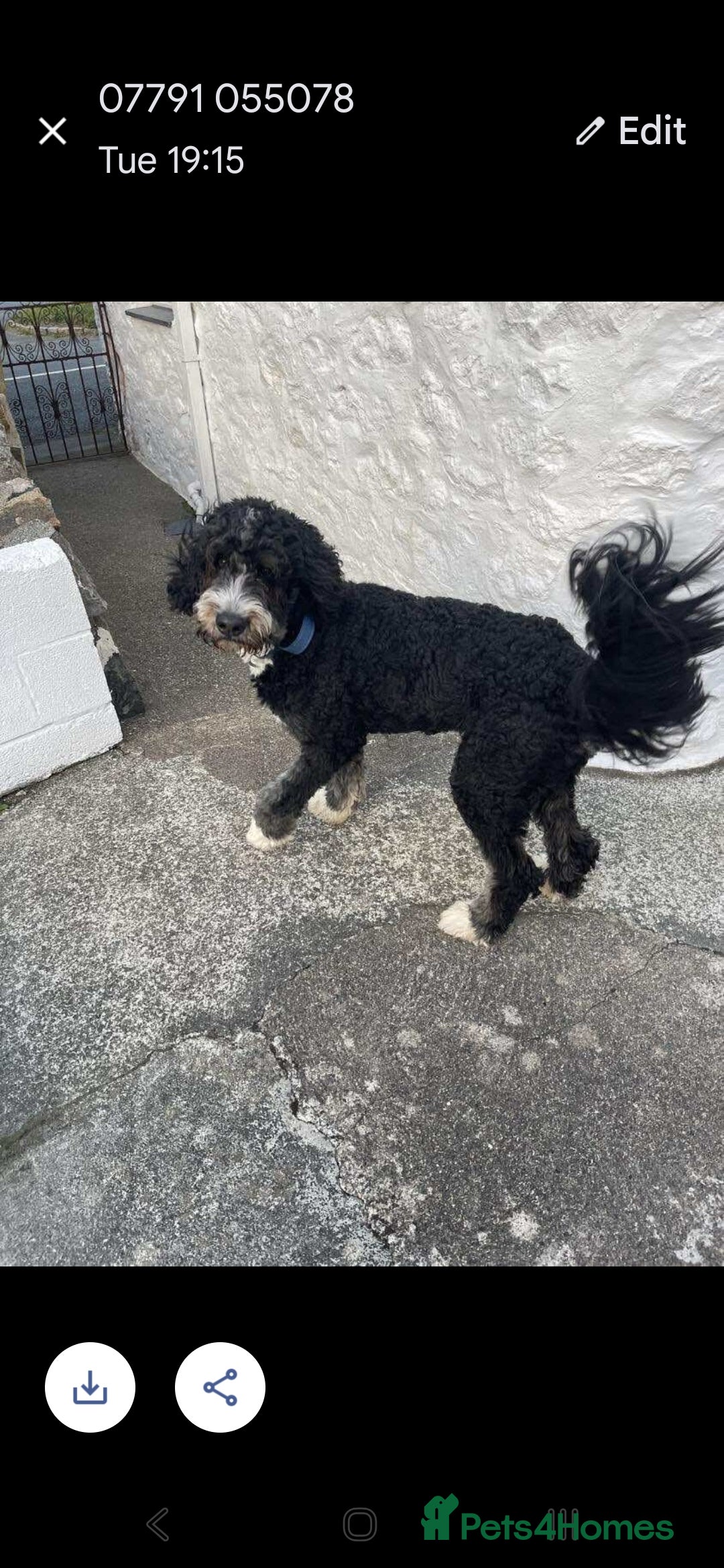 Bernedoodle dogs for sale: Gorgeous bernedoodle for sale - Image 2