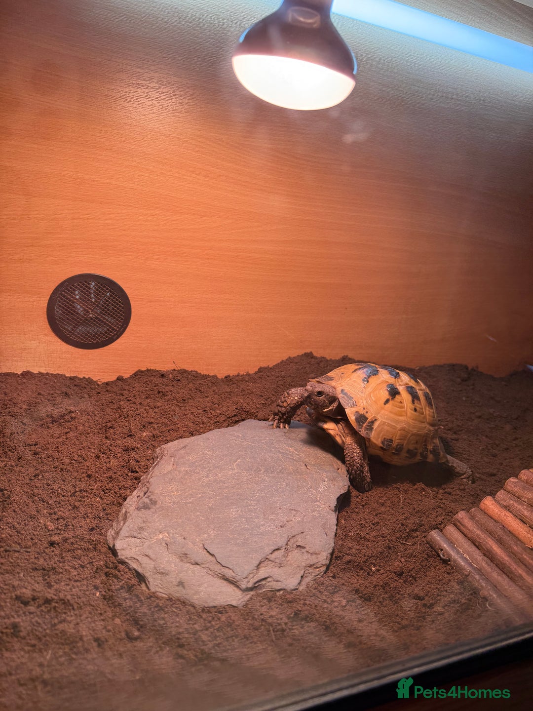 Tortoise reptiles for sale: Male Horsefield tortoise  - Image 5