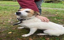 Jack Russell dogs for adoption: Jackie: The Little Dog Left to Freeze - Image 8