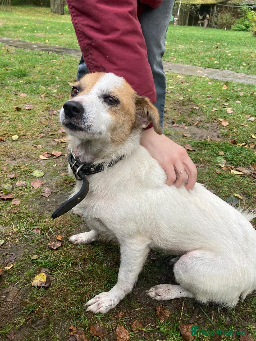 Jack Russell dogs for adoption: Jackie: The Little Dog Left to Freeze - Image 8