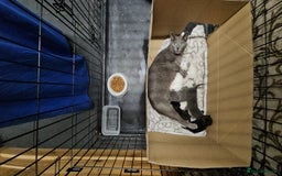 Russian Blue cats for sale: Beautiful Russian Blue cross kittens  - Image 12