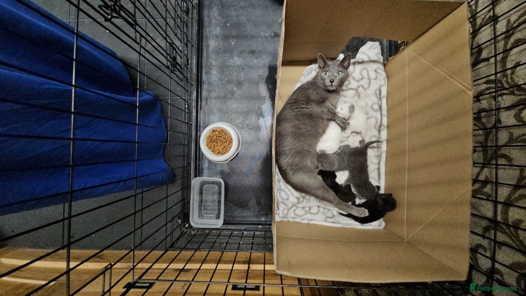 Russian Blue cats for sale: Beautiful Russian Blue cross kittens  - Image 12
