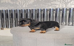 Miniature Dachshund dogs for sale: Miniature Smooth Dachshund Puppies  - Image 23