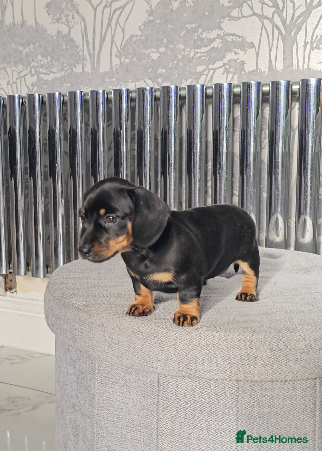 Miniature Dachshund dogs for sale: Miniature Smooth Dachshund Puppies  - Image 23