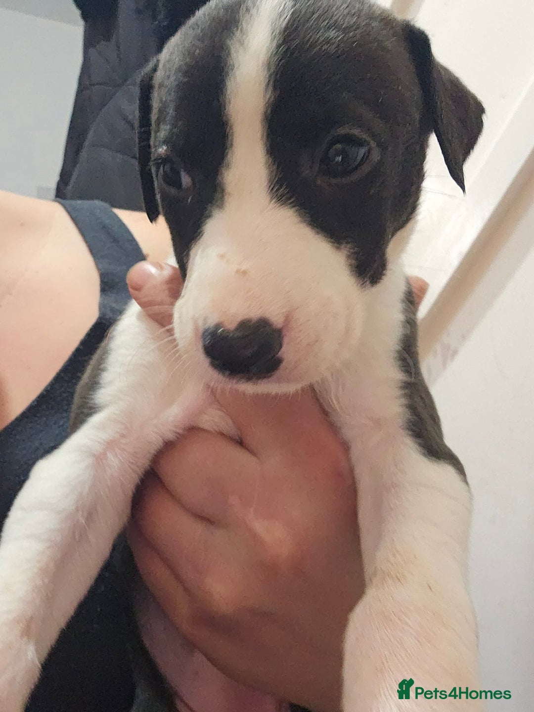 Lurcher dogs for sale: Lurcher puppies  - Advert 16