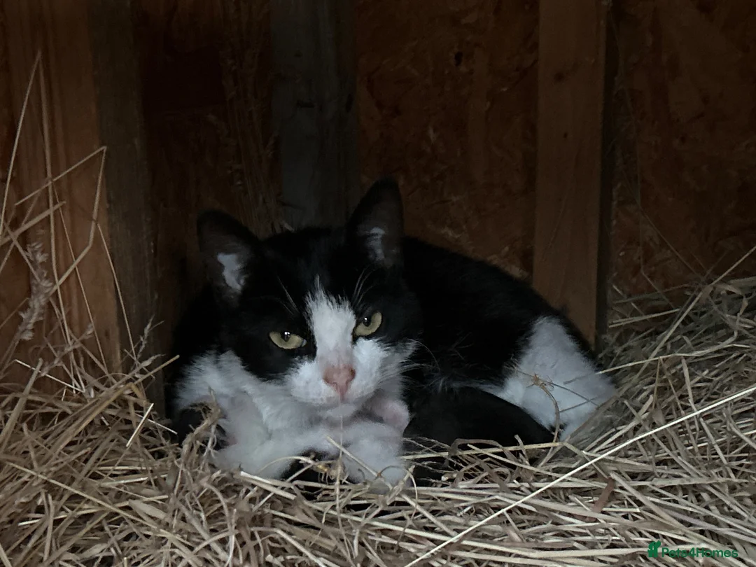 Domestic Shorthair cats for sale: Black and white newborn kittens  - Advert 2