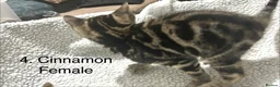 Bengal cats for sale: Full & Half Breed Bengal Kittens  - Advert 9