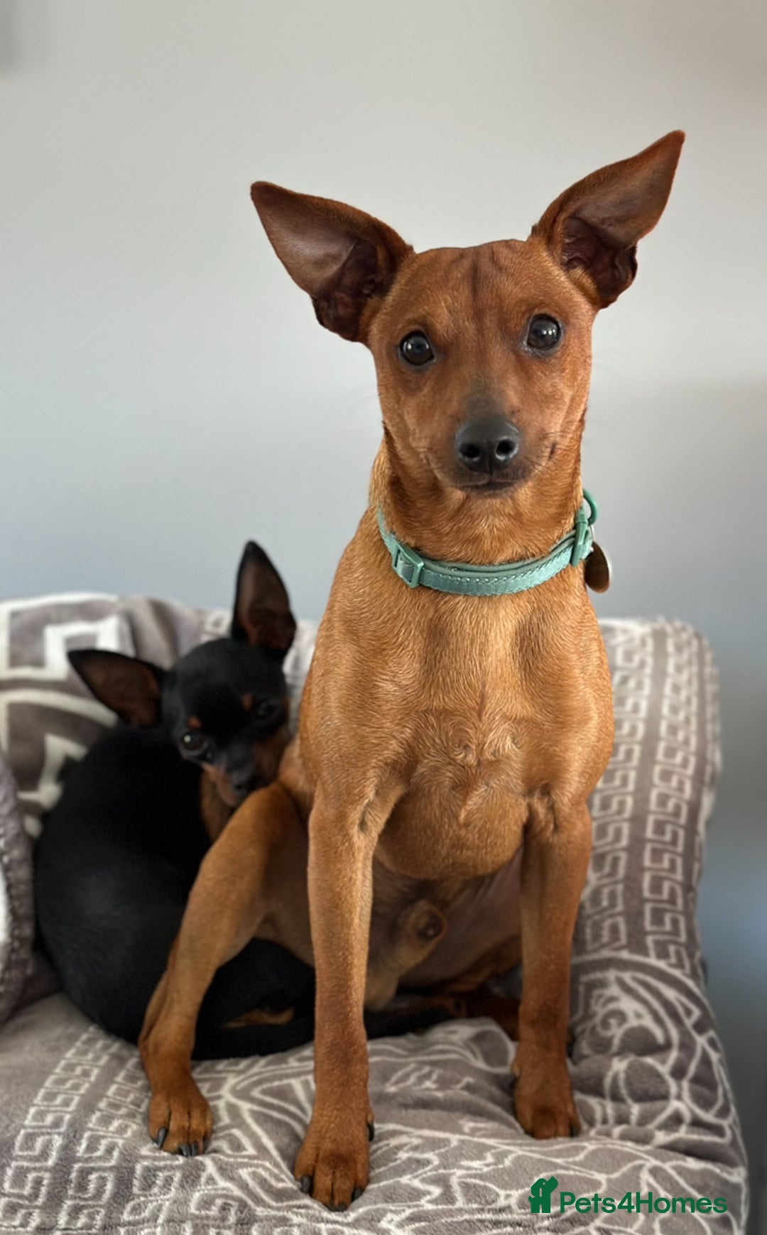Miniature Pinscher dogs for sale: Loving Homes Wanted for Two Miniature Pinschers - Advert 12