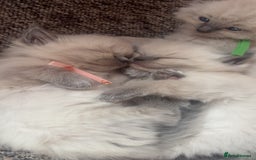 Ragdoll cats for sale: Ragdoll kittens (2 boys and 2 girls)  - Image 15