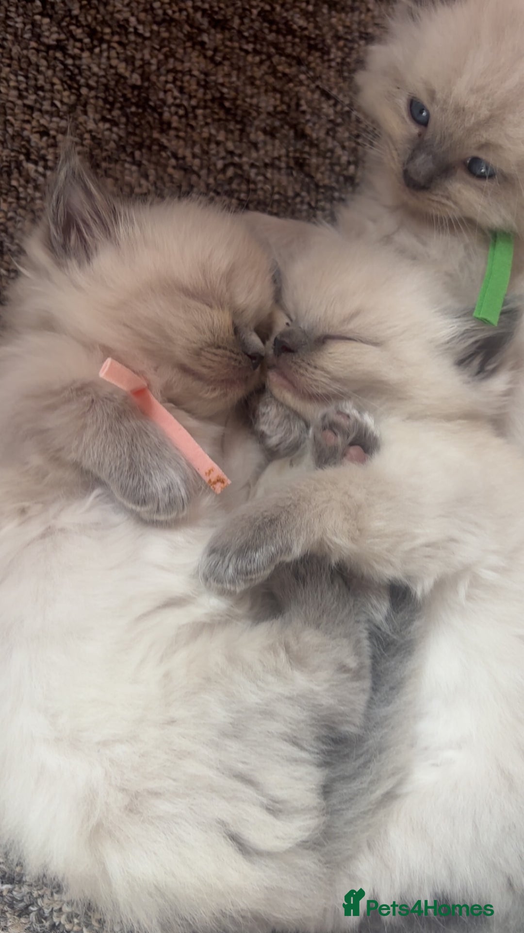 Ragdoll cats for sale: Ragdoll kittens (2 boys and 2 girls)  - Image 15