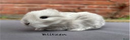 Mixed Breed rabbits for sale: Beautiful Baby Rabbits  - Advert 6