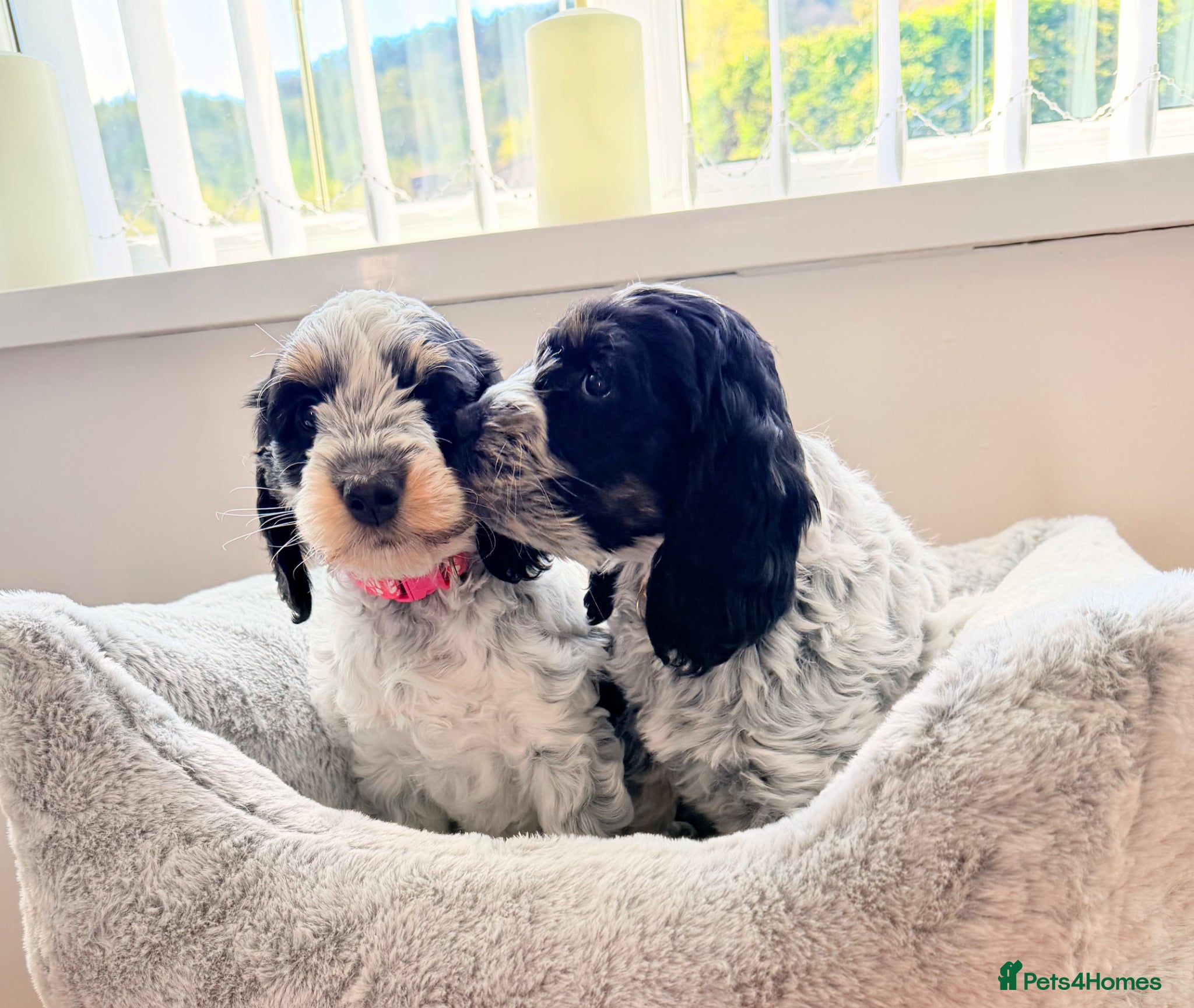 Cockapoo dogs Only 2 girls available F1 show type Cockapoo pups  - Advert 11