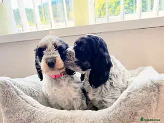 Cockapoo dogs Only 2 girls available F1 show type Cockapoo pups - Advert 11