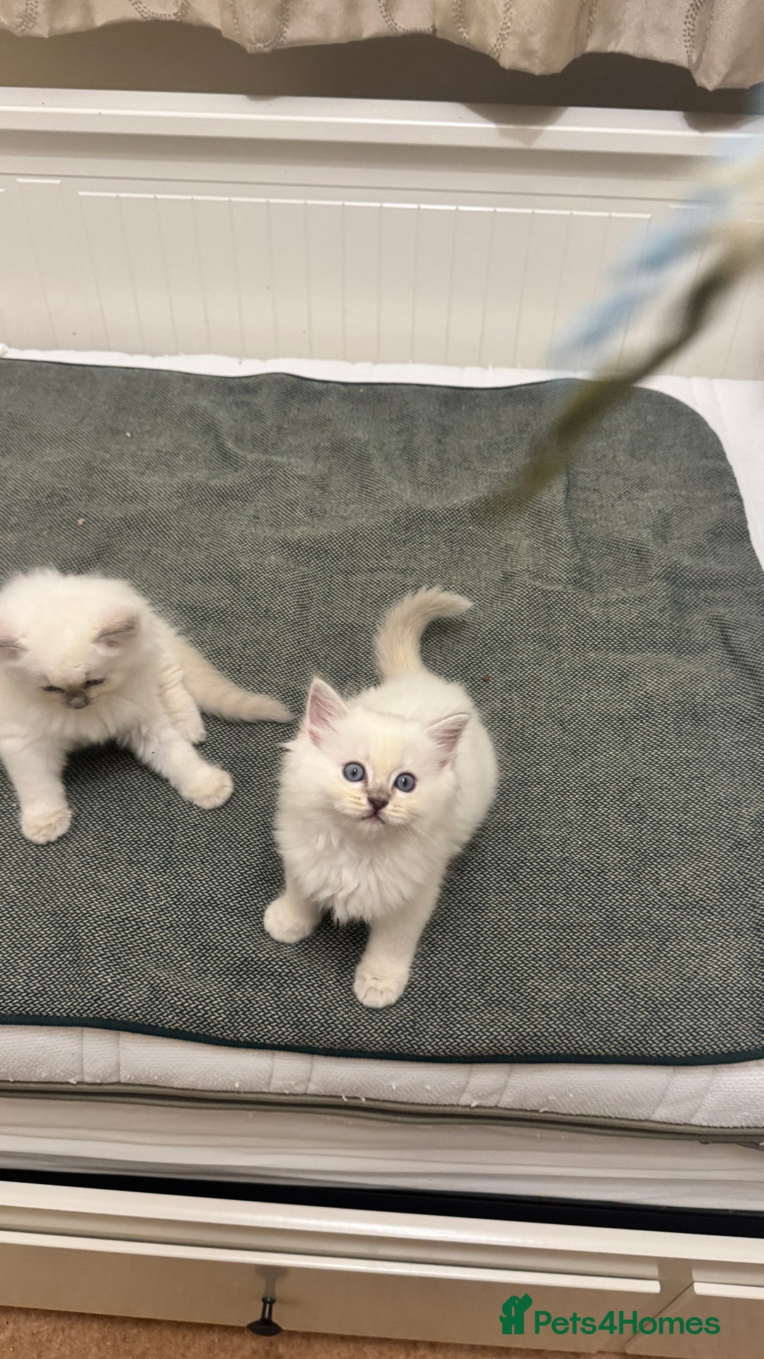 Ragdoll cats for sale: GCCF reg , Rare and milky white Lilac kittens  - Advert 20