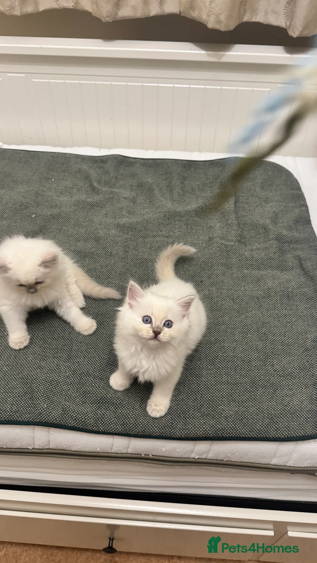 Ragdoll cats for sale: GCCF reg , Rare and icy  white Lilac kittens  - Advert 20