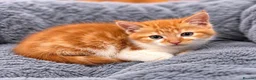 Domestic Shorthair cats for sale: Beautiful kittens  - Advert 3