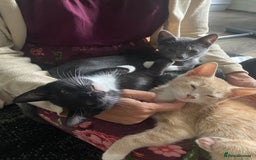 Mixed Breed cats for sale: Last kitten available 💙💙💙 - Image 9