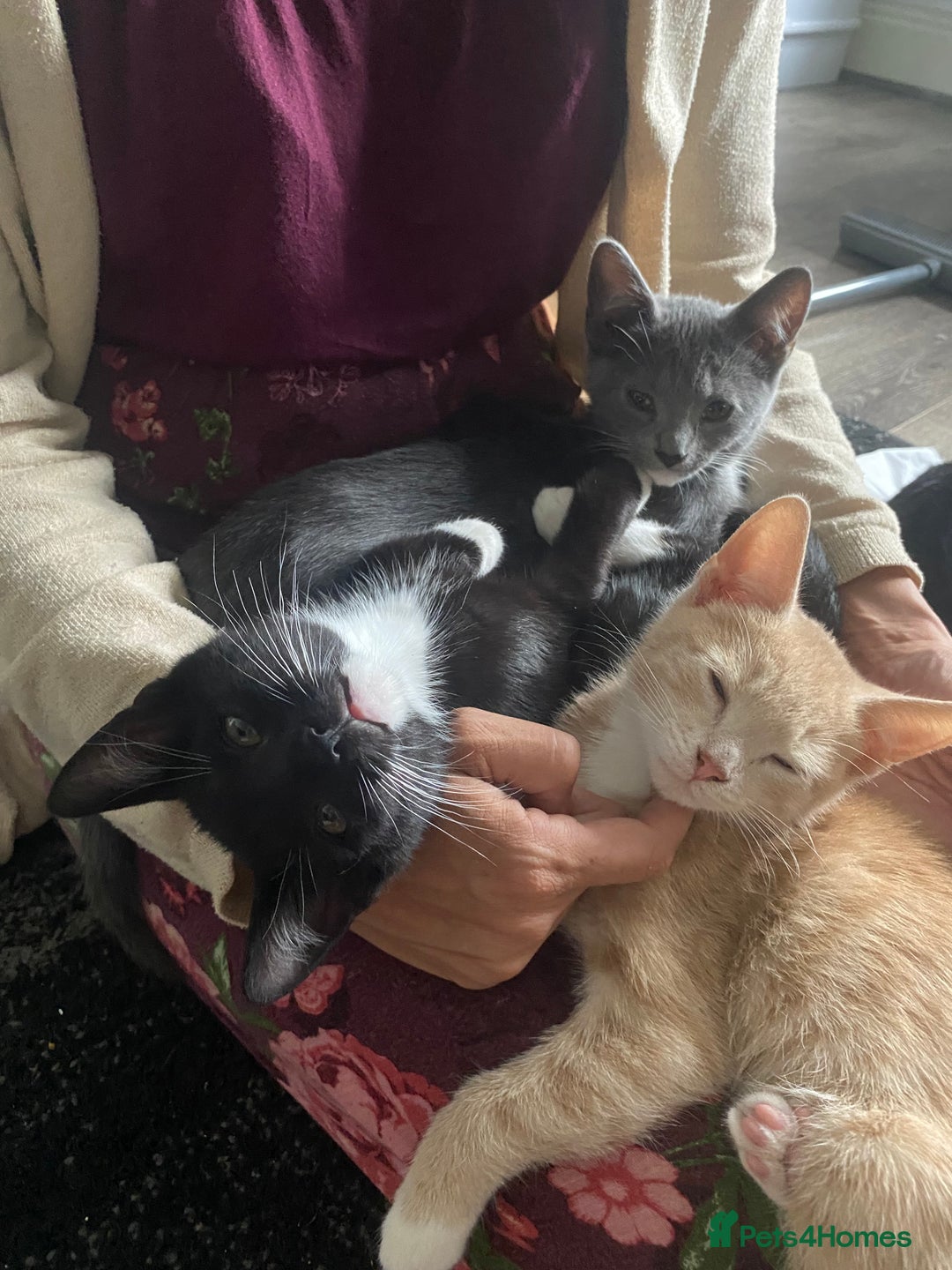 Mixed Breed cats for sale: Last kitten available 💙💙💙 - Image 9