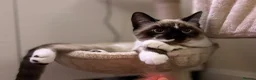 Mixed Breed cats for sale: Cute cuddly kittens for sale 8 weeks old - Advert 13