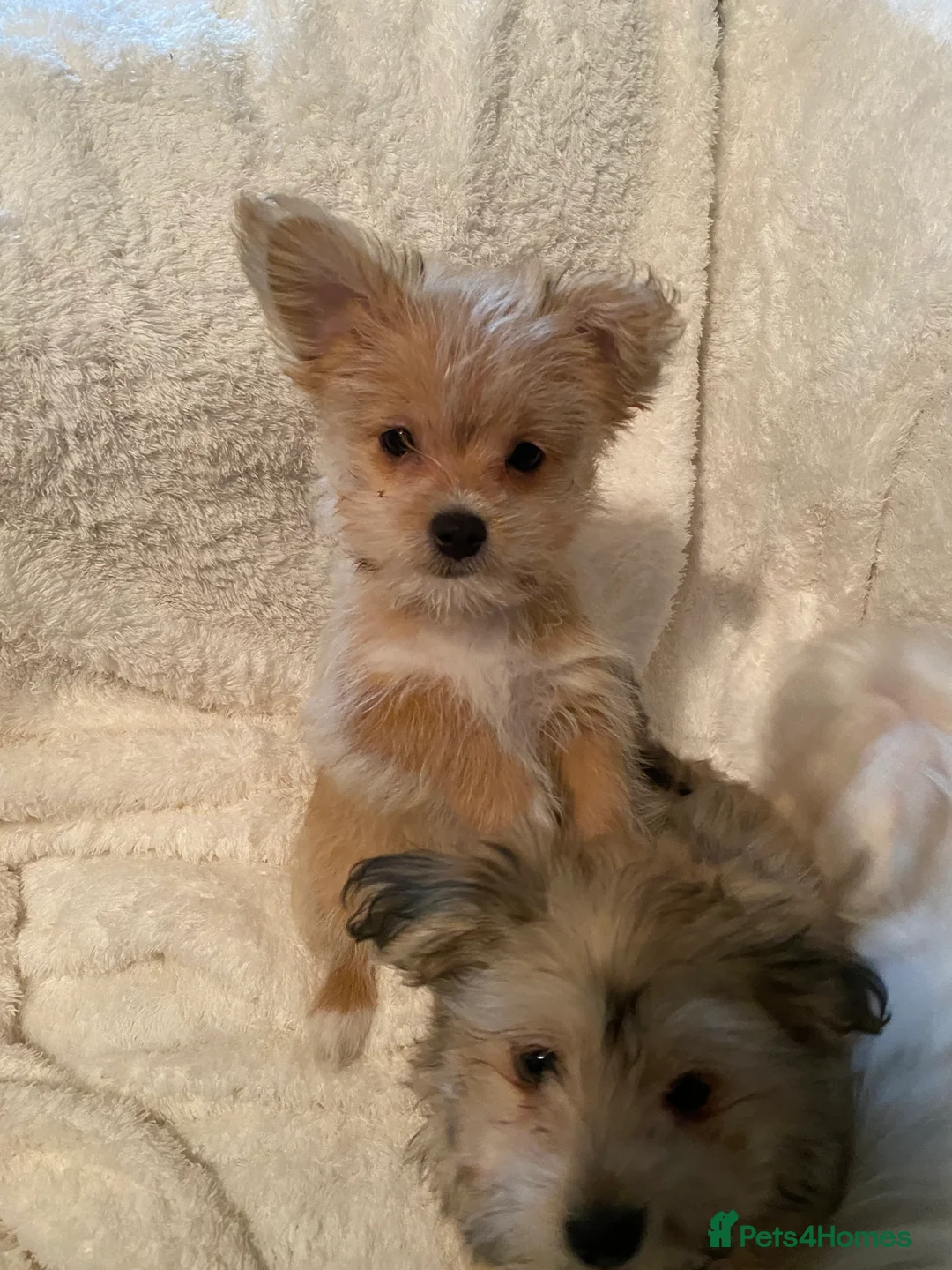 Mixed Breed dogs for sale: Ready to go! Unique mix - Maltese x JackChi Pups - Advert 15