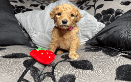 Goldendoodle dogs for sale: F1B Goldendoodle Puppies from a Therapy Dog - Image 24