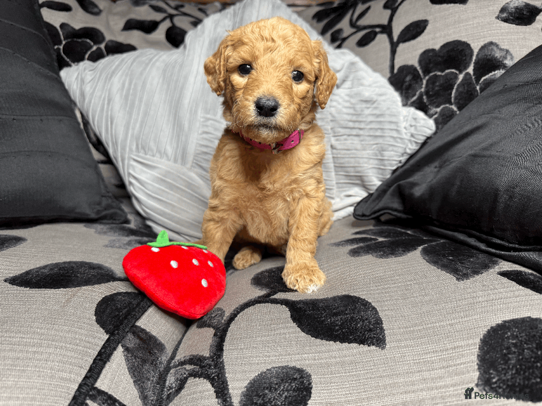 Goldendoodle dogs for sale: F1B Goldendoodle Puppies from a Therapy Dog - Image 24