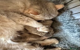 British Shorthair cats for sale: Golden Tipped BSH - last MalaMor Kittens  - Image 13
