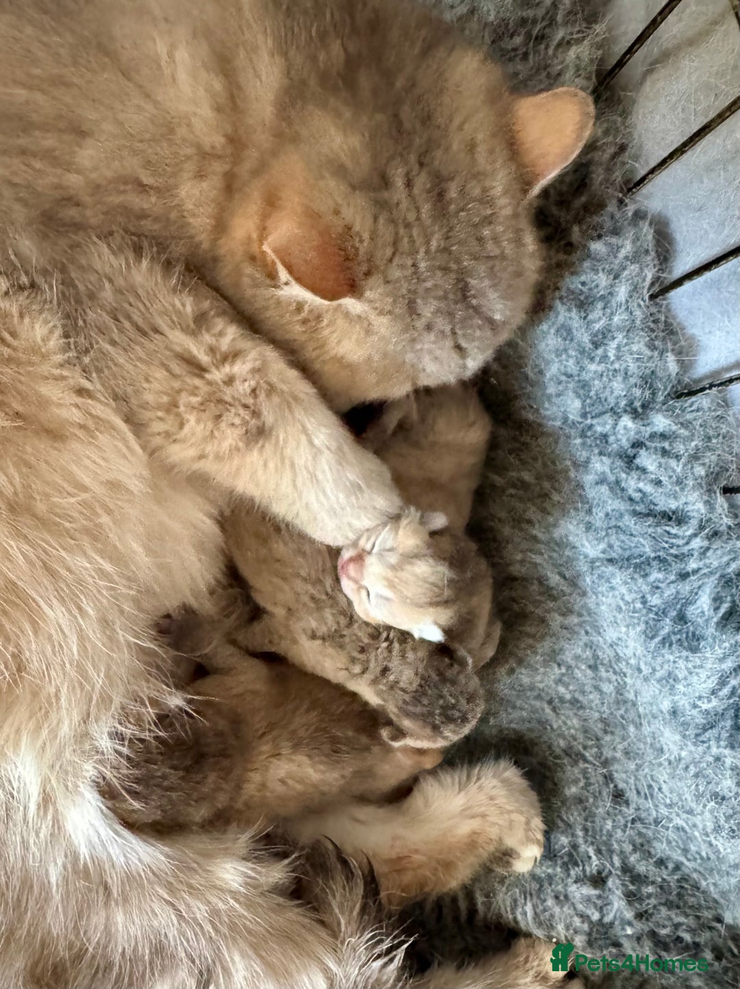 British Shorthair cats for sale: Golden Tipped BSH - last MalaMor Kittens  - Image 13