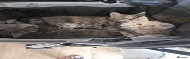 Maine Coon 5