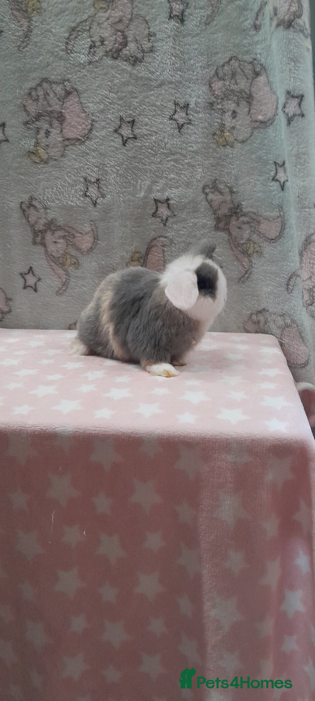 Mini Lop rabbits for sale: Beautiful female mini lop. Please read  - Advert 1