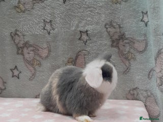 Mini Lop rabbits Beautiful female mini lop. Please read - Advert 4