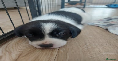 Mixed Breed dogs - Advert 5
