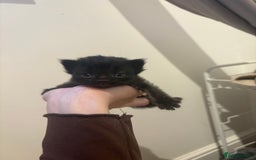 Persian cats for sale: 5 little Persian x boys - Image 7