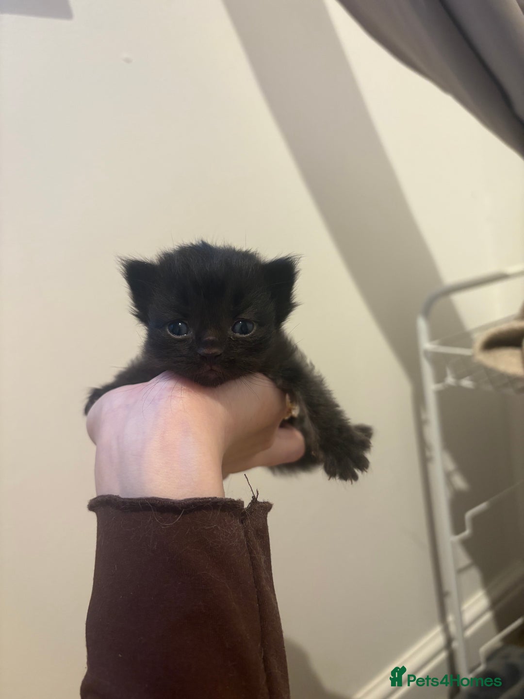 Persian cats for sale: 5 little Persian x boys - Image 7