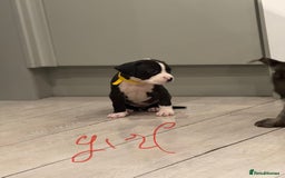 American Bull Staffy dogs for sale: For sale - Image 11
